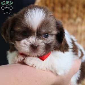 Gus (Mini), Shih Tzu Puppy